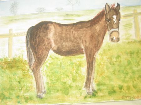 Pferd Silver (Privatbesitz)