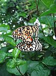 Bornholms Schmetterlingspark